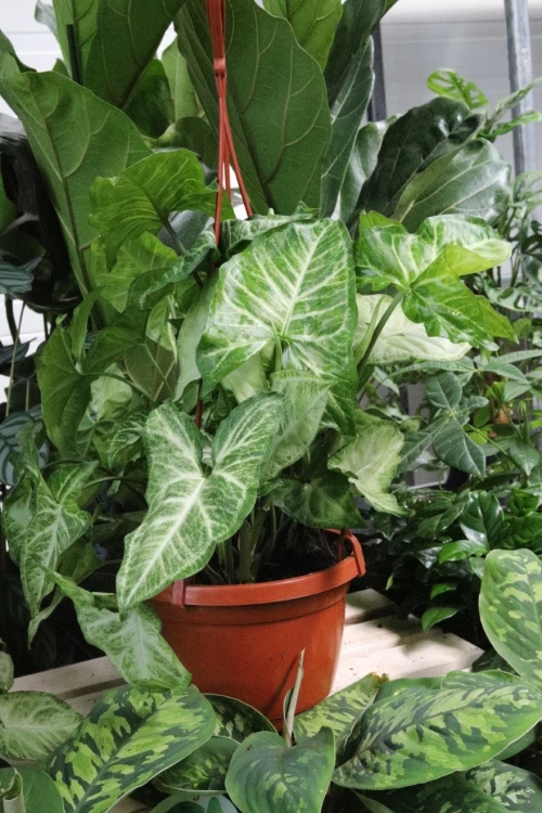 syngonium arrow (1).JPG