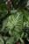 syngonium arrow (2).JPG
