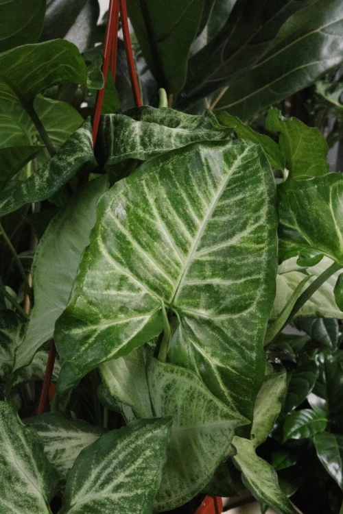 syngonium arrow (2).JPG
