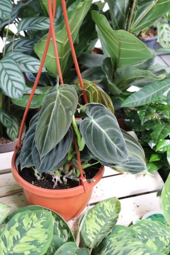 philodendron melanochrysum xl (1).JPG