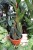 philodendron melanochrysum xl (2).JPG