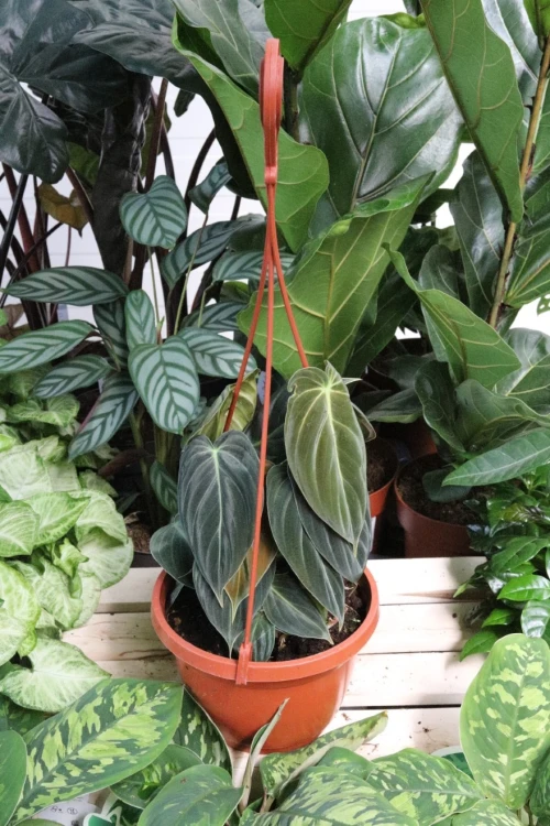 philodendron melanochrysum xl (2).JPG