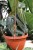 philodendron melanochrysum xl (3).JPG