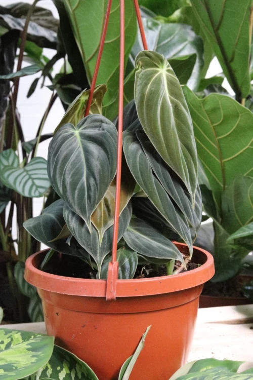 philodendron melanochrysum xl (3).JPG