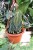 philodendron melanochrysum xl (4).JPG