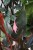 philodendron pink princess (3).JPG