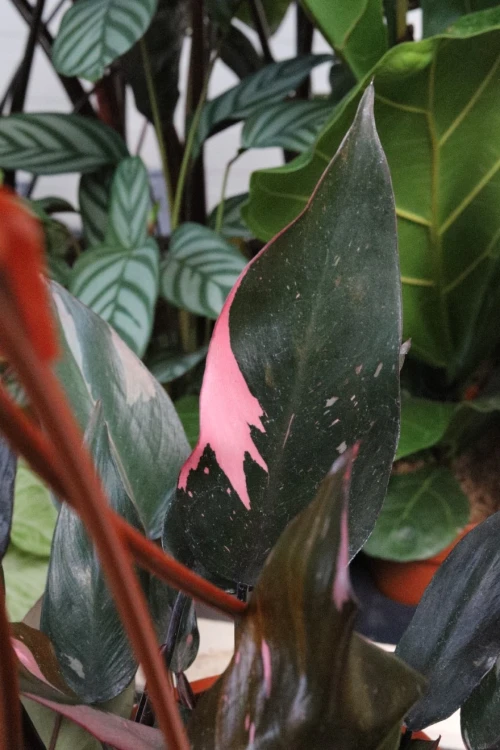 philodendron pink princess (3).JPG