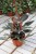 philodendron pink princess (4).JPG