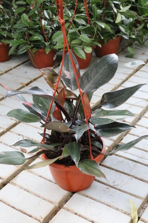 philodendron pink princess (4).JPG