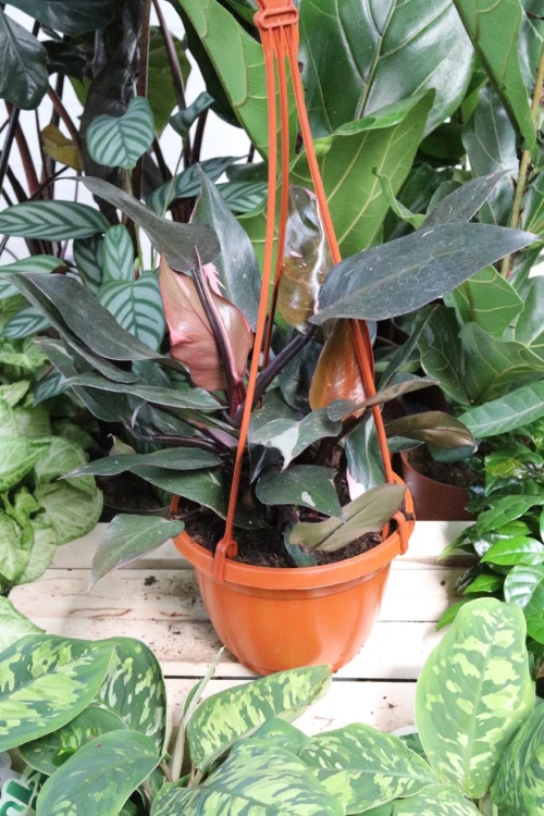 philodendron pink princess (5).JPG