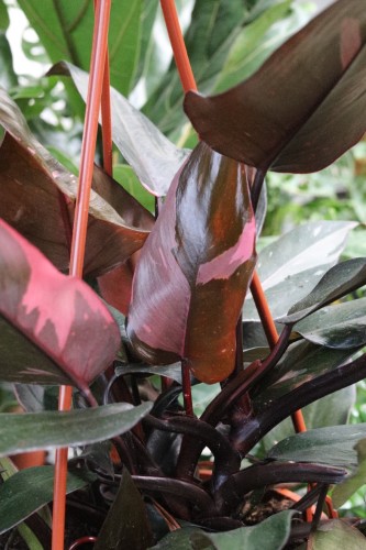philodendron pink princess (1).JPG