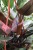 philodendron pink princess (1).JPG