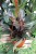philodendron pink princess (2).JPG
