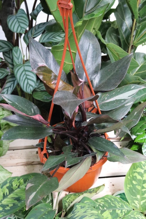 philodendron pink princess (2).JPG