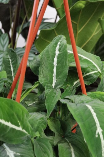 syngonium wendlandii (2).JPG