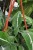 syngonium wendlandii (2).JPG