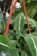 syngonium wendlandii (2).JPG