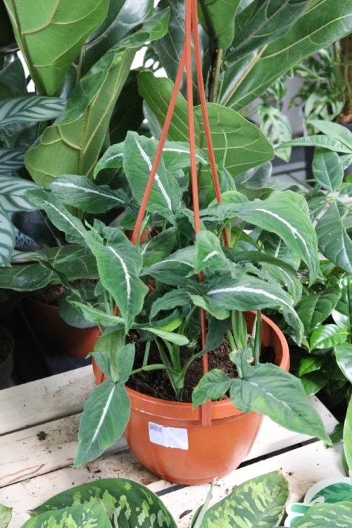 syngonium wendlandii (3).JPG