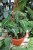 syngonium wendlandii (4).JPG