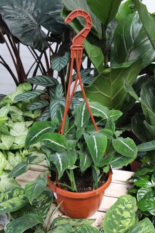 syngonium wendlandii (1).JPG