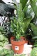 euphorbia trigona (1).JPG