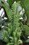 euphorbia trigona (2).JPG