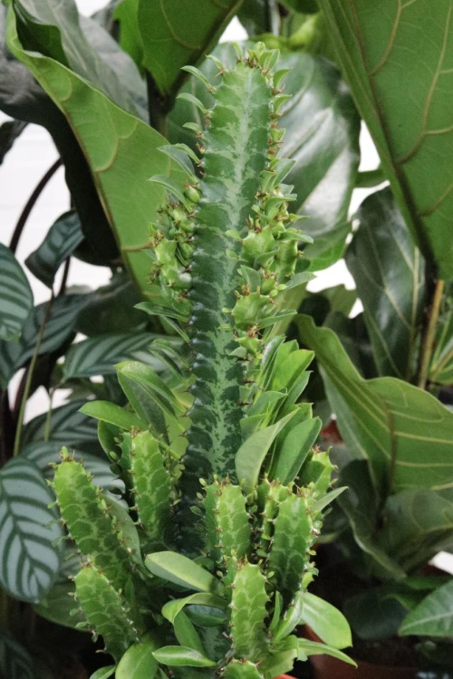 euphorbia trigona (2).JPG