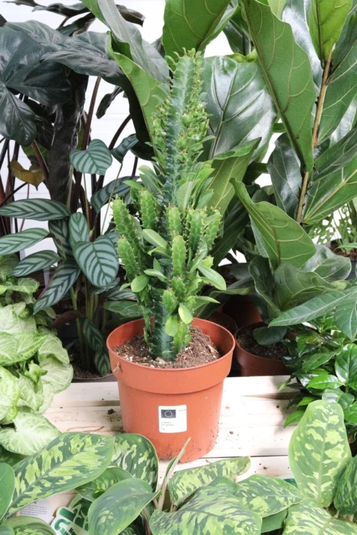 euphorbia trigona (3).JPG