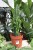 euphorbia trigona (4).JPG