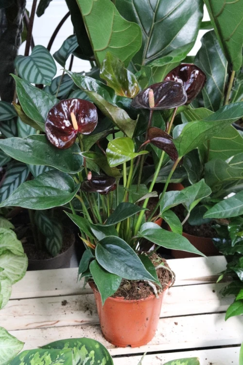 anthurium giant chocolate (3).JPG