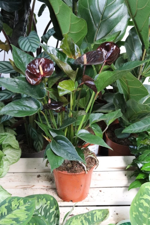 anthurium giant chocolate (4).JPG