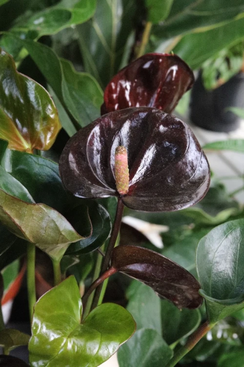 anthurium giant chocolate (1).JPG