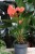 Anthurium andraeanum ‘Stilo’ (1).JPG