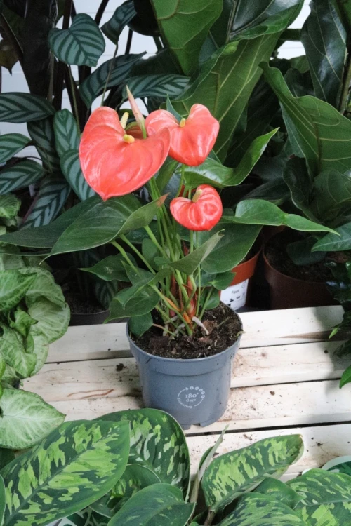 Anthurium andraeanum ‘Stilo’ (3).JPG