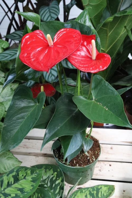 anthurium red champion (2).JPG