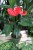 anthurium red champion (3).JPG