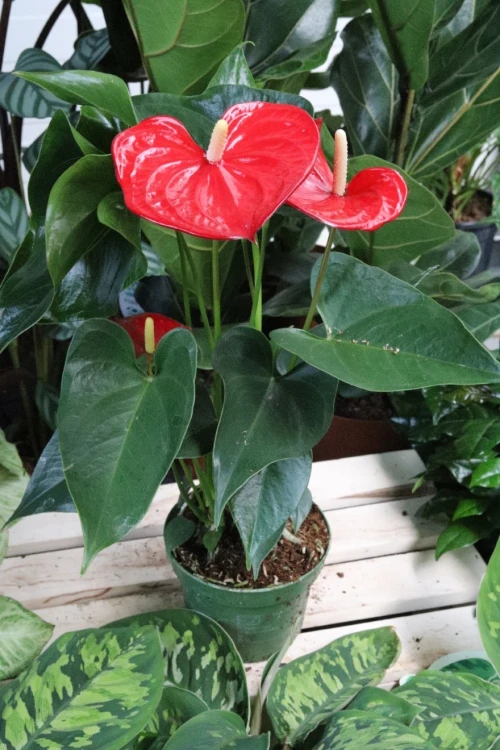 anthurium red champion (3).JPG