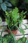 Epiphyllum Anguliger (Kaktus Zygzak) M