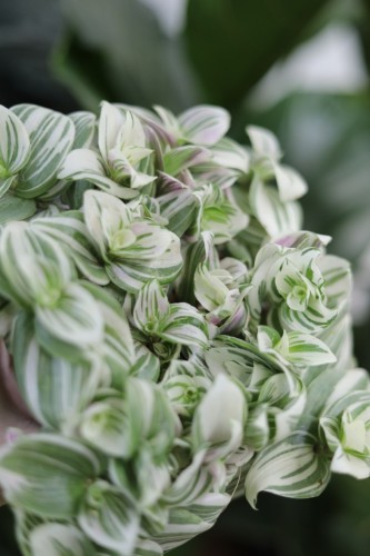 tradescantia brightness (1).JPG