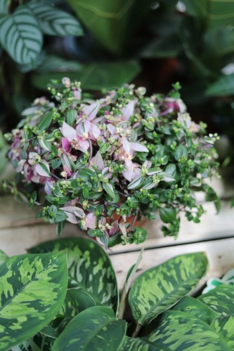 Tradescantia fluminensis 'Tricolor' (1).JPG