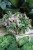 Tradescantia fluminensis 'Tricolor' (1).JPG