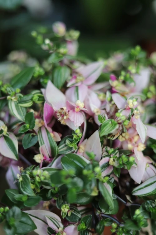 Tradescantia fluminensis 'Tricolor' (2).JPG