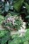 Tradescantia fluminensis 'Tricolor' (3).JPG