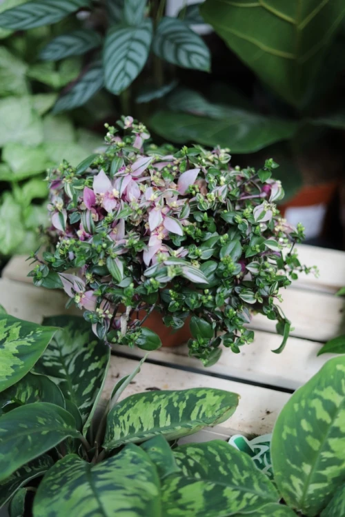 Tradescantia fluminensis 'Tricolor' (4).JPG