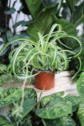 chlorophytum bonnie (1).JPG