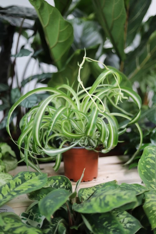 chlorophytum bonnie (2).JPG