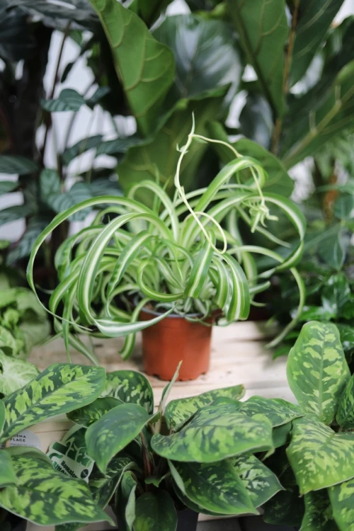 chlorophytum bonnie (3).JPG