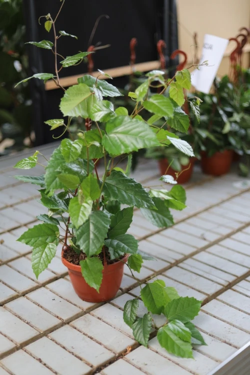 Cissus australijski (2).JPG