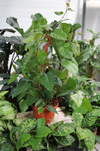 Cissus australijski (3).JPG