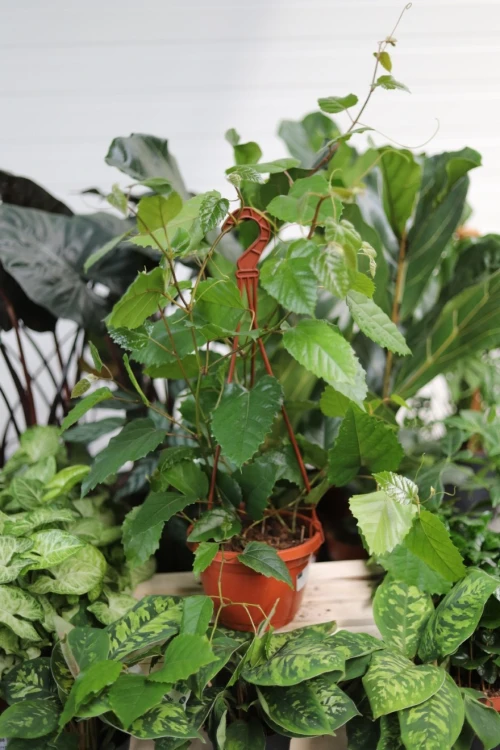 Cissus australijski (4).JPG